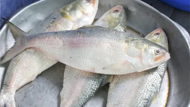 নাগালের বাইরে ইলিশের দাম