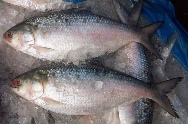 ইলিশ রপ্তানি বন্ধে ব্যবস্থা নিতে আইনি নোটিশ