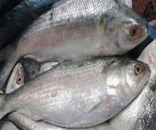 ইলিশের দাম ৭০০ টাকা নির্ধারণ করতে আইনি নোটিশ