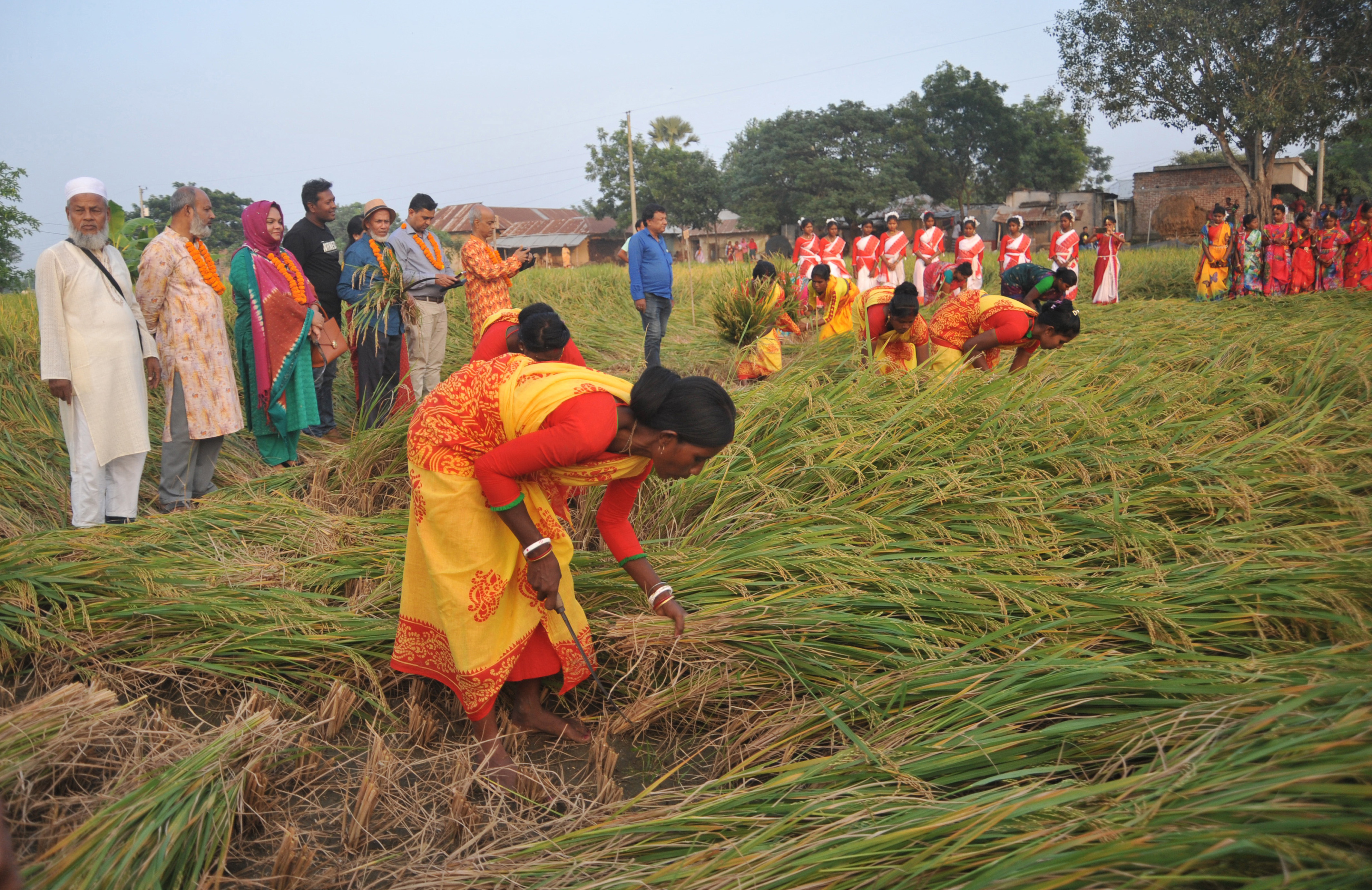 বরেন্দ্রে আমন কাটার উৎসব