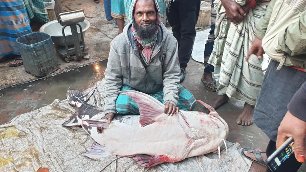 ৪৪ কেজির বাগাড়, বিক্রি ৪৮ হাজারে