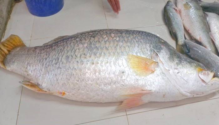 ১৮ কেজির কোরাল ২০ হাজারে বিক্রি