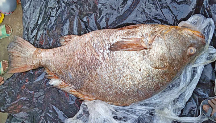 ৩২ কেজির দাতিনা কোরালের দাম উঠেছে তিন লাখ