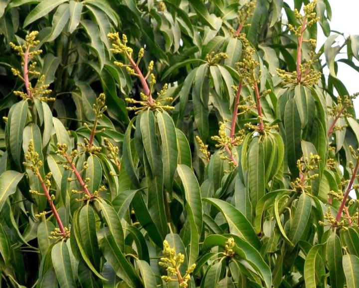 গাছে গাছে সুবাস ছড়াচ্ছে আমের মুকুল