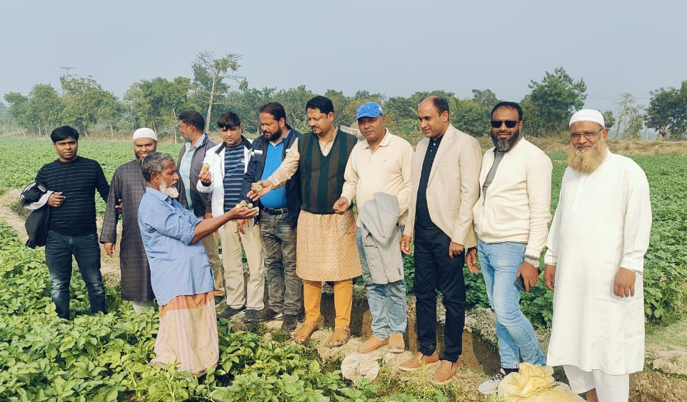 রাজশাহীতে বিএডিসি'র বীজে আলুর বাম্পার ফলনের সম্ভাবনা