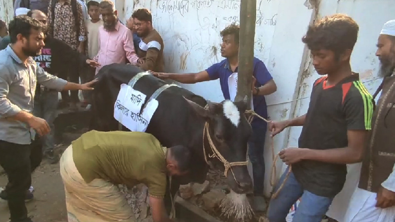 ধানমন্ডি বত্রিশে আনা হলো গরু