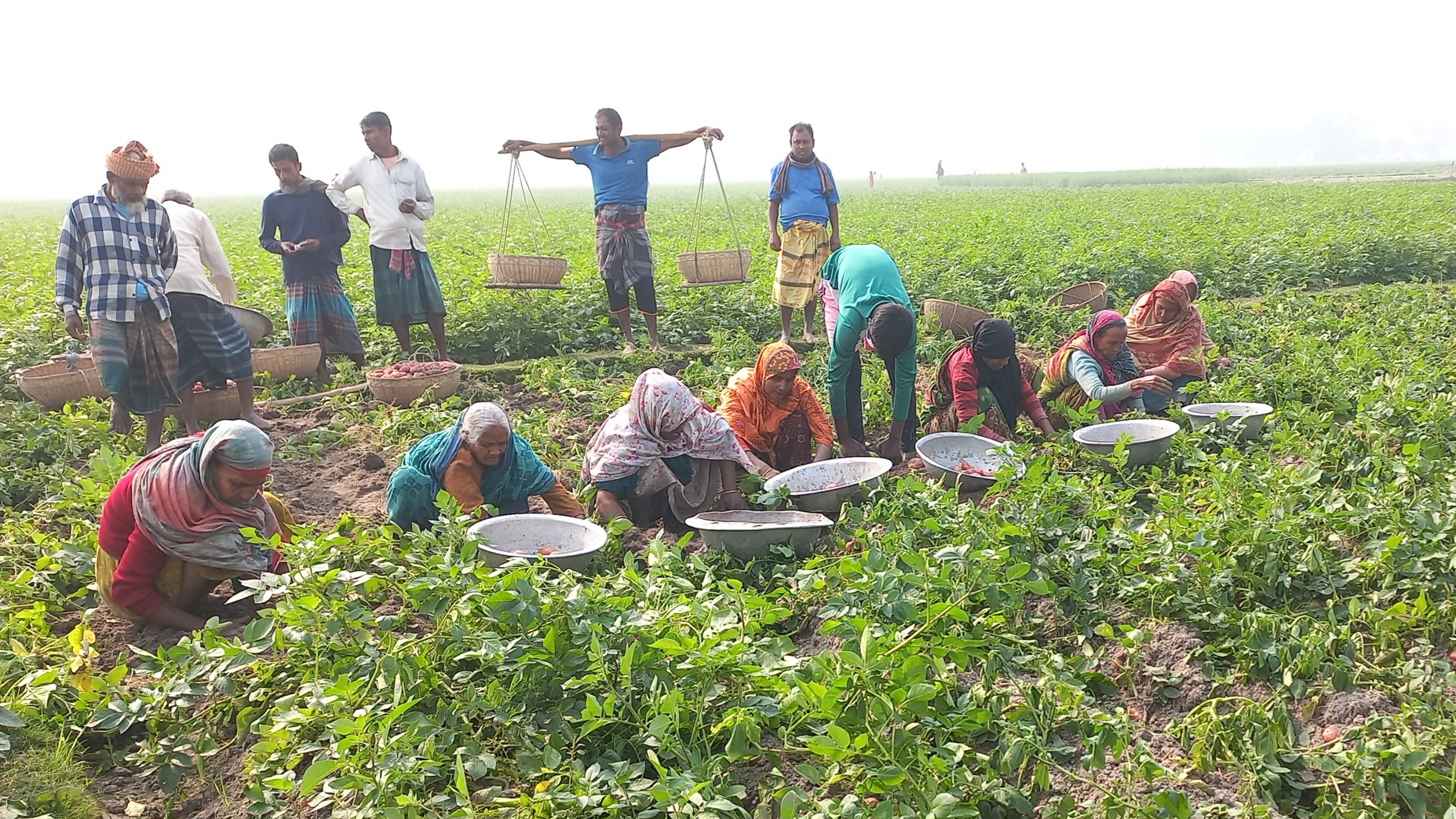 আলু নিয়ে হতাশ জয়পুরহাটের কৃষকরা
