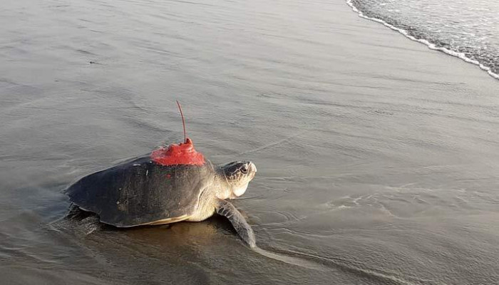 স্যাটেলাইট লাগিয়ে সাগরে ছাড়া হলো ৪ কাছিম