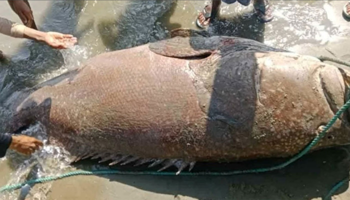 এক মাছ দুই লাখ ৬০ হাজারে বিক্রি