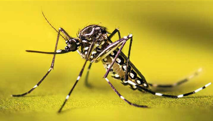 মশা ধরে দিতে পারলেই নগদ টাকা