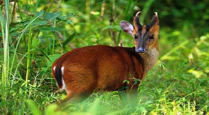 বিশ্ব বন্যপ্রাণী দিবস আজ