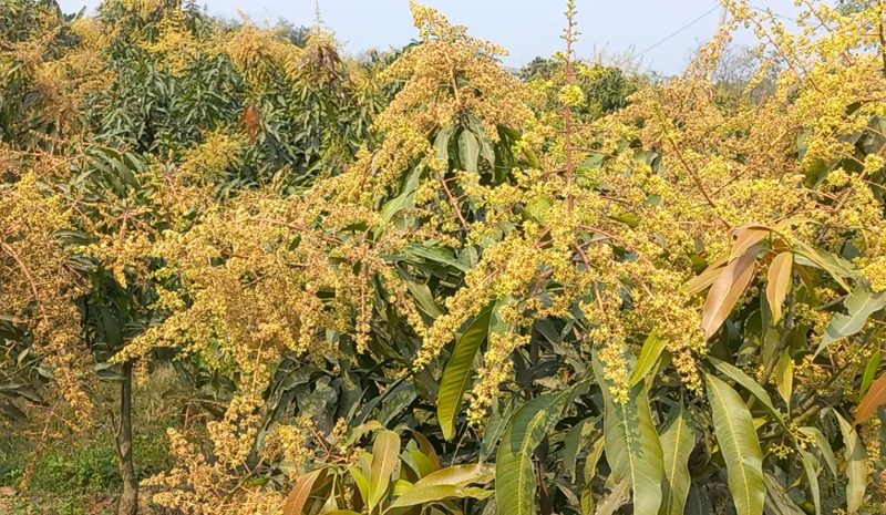 রাজশাহীর গাছে গাছে সুবাস ছড়াচ্ছে স্বর্ণালী আমের মুকুল
