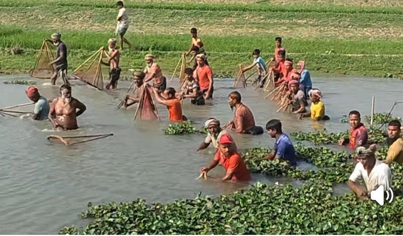 শিবনদে পলোয় মাছ ধরা উৎসব
