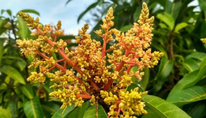 চাঁপাইনবাবগঞ্জে আম উৎপাদনের লক্ষ্যমাত্রা ৩ লাখ ৮৬ হাজার টন
