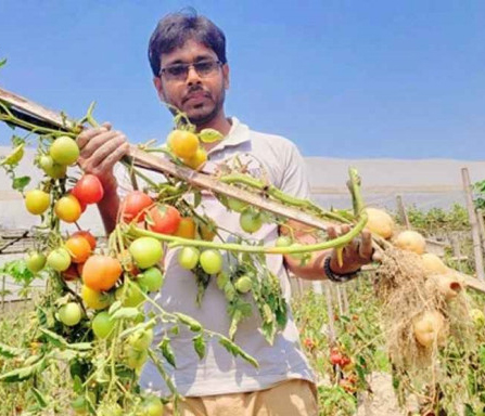 কৃষিতে সাফল্য, একই গাছে আলু-টমেটো