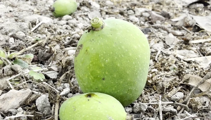 খরায় ঝরছে আম