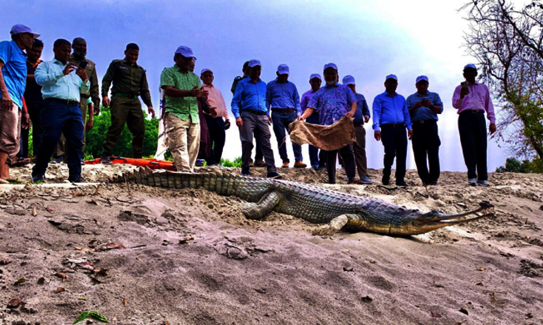 রাজশাহীতে ‘দেশের প্রথম প্রজনন কেন্দ্রে’ অবমুক্ত হলো দুটি ঘড়িয়াল