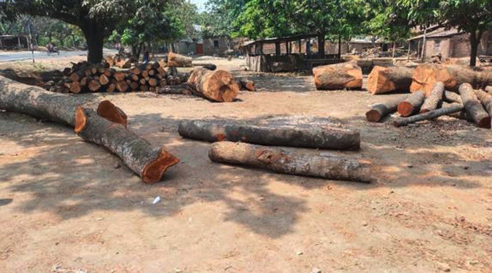 ওয়াক্ফ এস্টেটের প্রাচীন বৃক্ষ রক্ষার দাবি