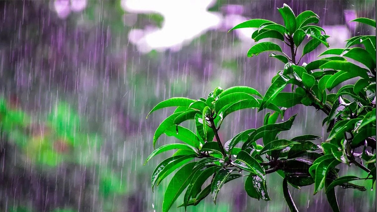 বৃষ্টি নিয়ে বড় সুখবর