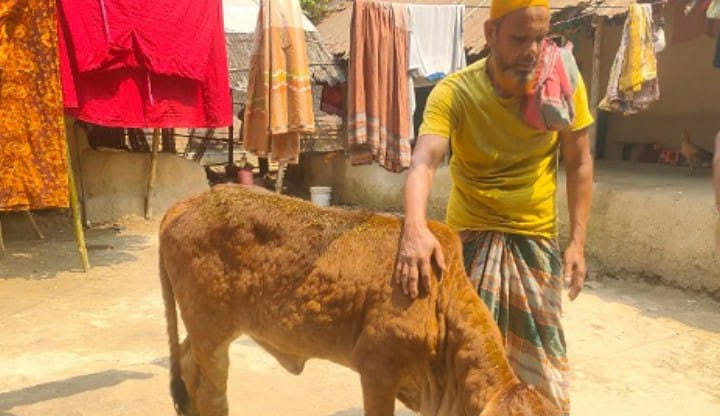 দুর্গাপুরে ‘লাম্পি ভাইরাসে আক্রান্ত গবাদিপশু, আতঙ্কগ্রস্ত খামারিরা