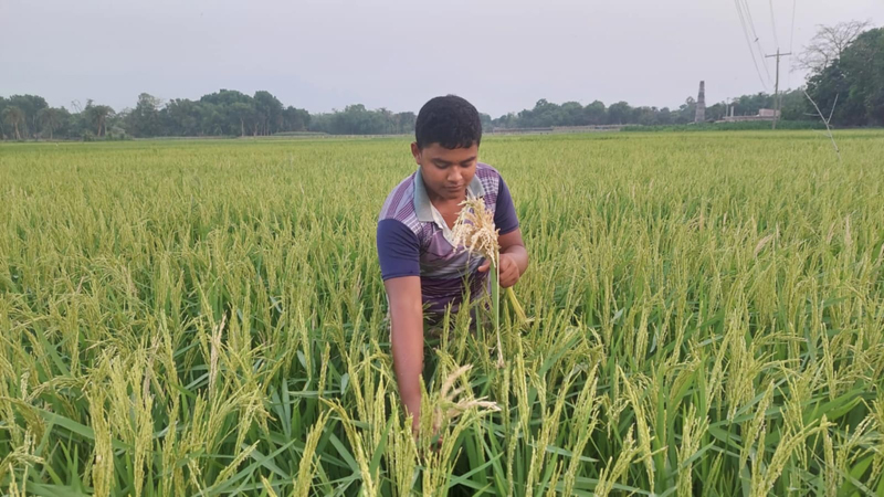 দুর্গাপুরে বোরোর শীষকাটা রোগে দিশেহারা কৃষক