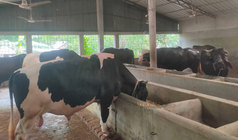 দুর্গাপুরে কোরবানির জন্য প্রস্তুত ৪৬ হাজার পশু