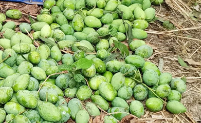 রাজশাহীতে আম নামানো শুরু