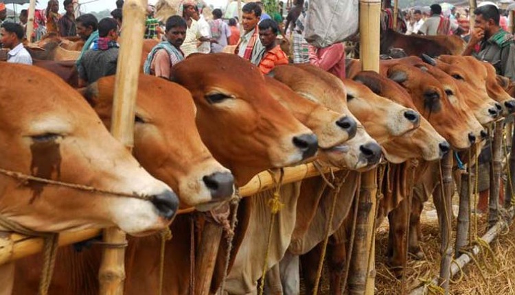 রাজশাহী বিভাগে তিনশতাধিক হাটে বেচাকেনা হবে কোরবানির পশু