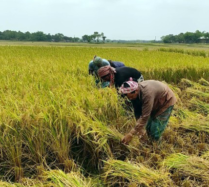 ঝড়ের আতঙ্কে ধান নিয়ে বিপাকে​ কৃষক