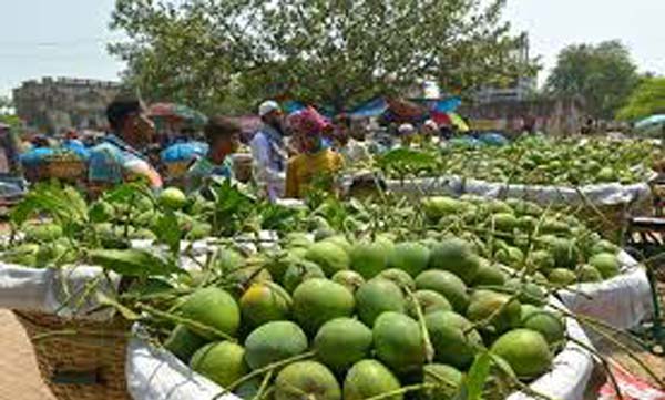 চাঁপাইনবাবগঞ্জে ২ হাজার কোটি টাকার আম বাণিজ্যের আশা