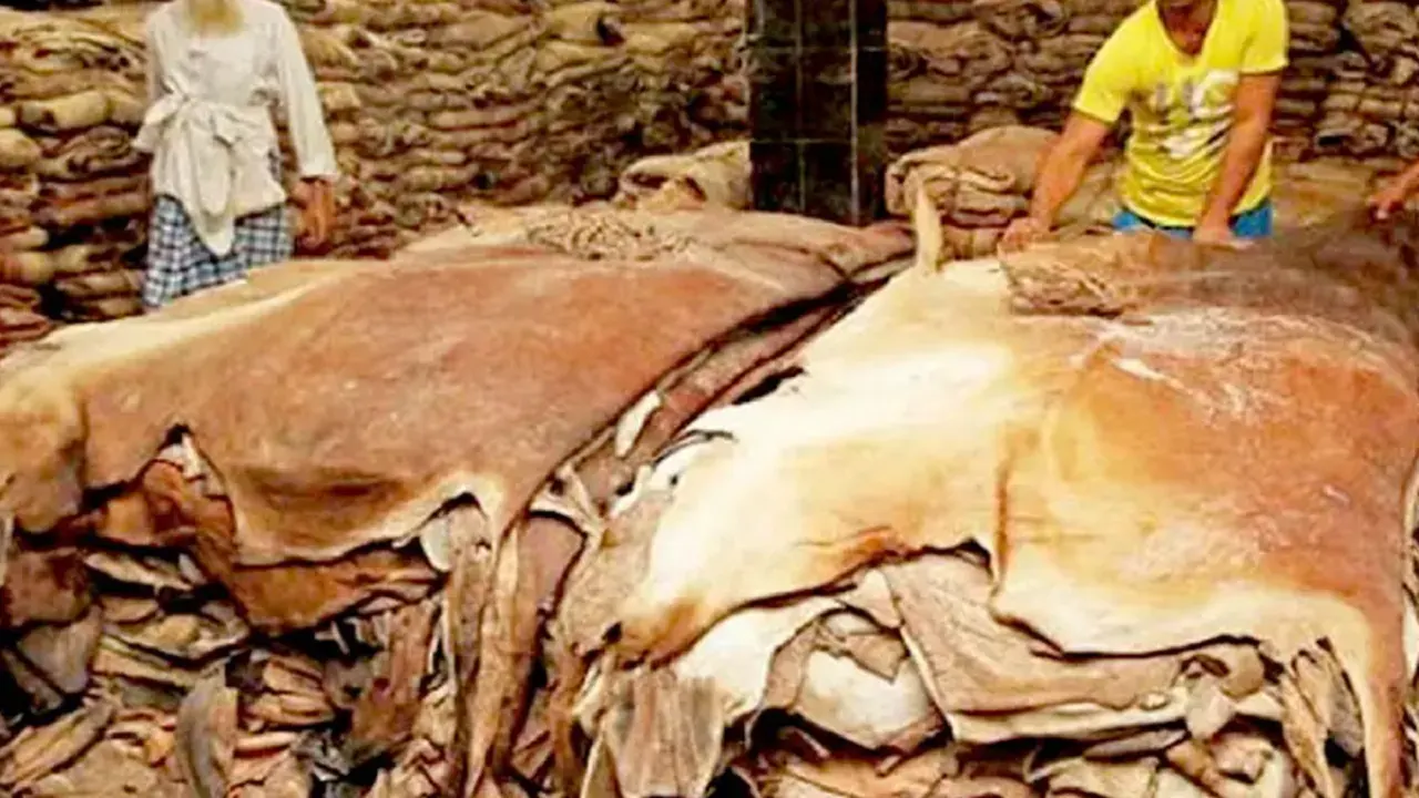 কোরবানির পশুর চামড়ার নতুন দাম নির্ধারণ