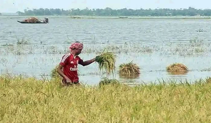 আগাম বন্যা, বিপাকে নাটোরের কৃষক