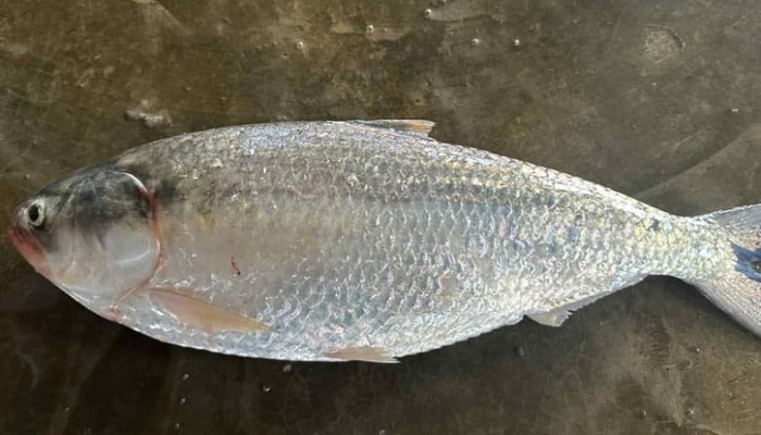 এক ইলিশের দাম ৭৭০০ টাকা