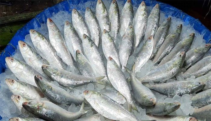 ৫০০ গ্রাম ইলিশের কেজি ২ হাজার টাকা