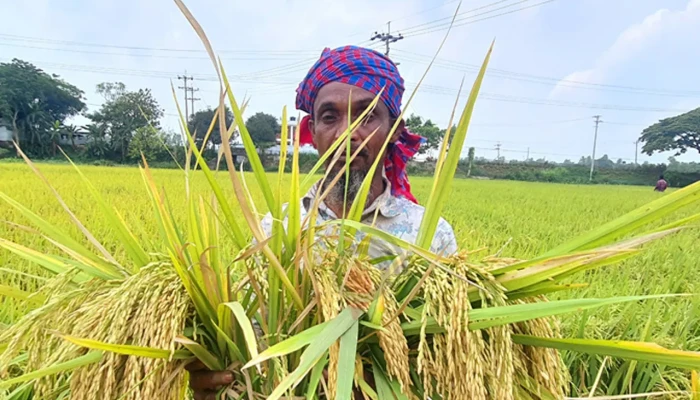 হাইব্রিডে আগ্রহ কৃষকের, বিলুপ্তির পথে ২৭ প্রজাতির ধান