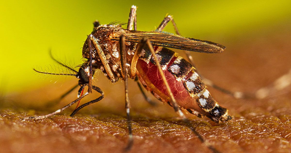 ডেঙ্গুতে মৃত্যু ২৫০ ছাড়াল