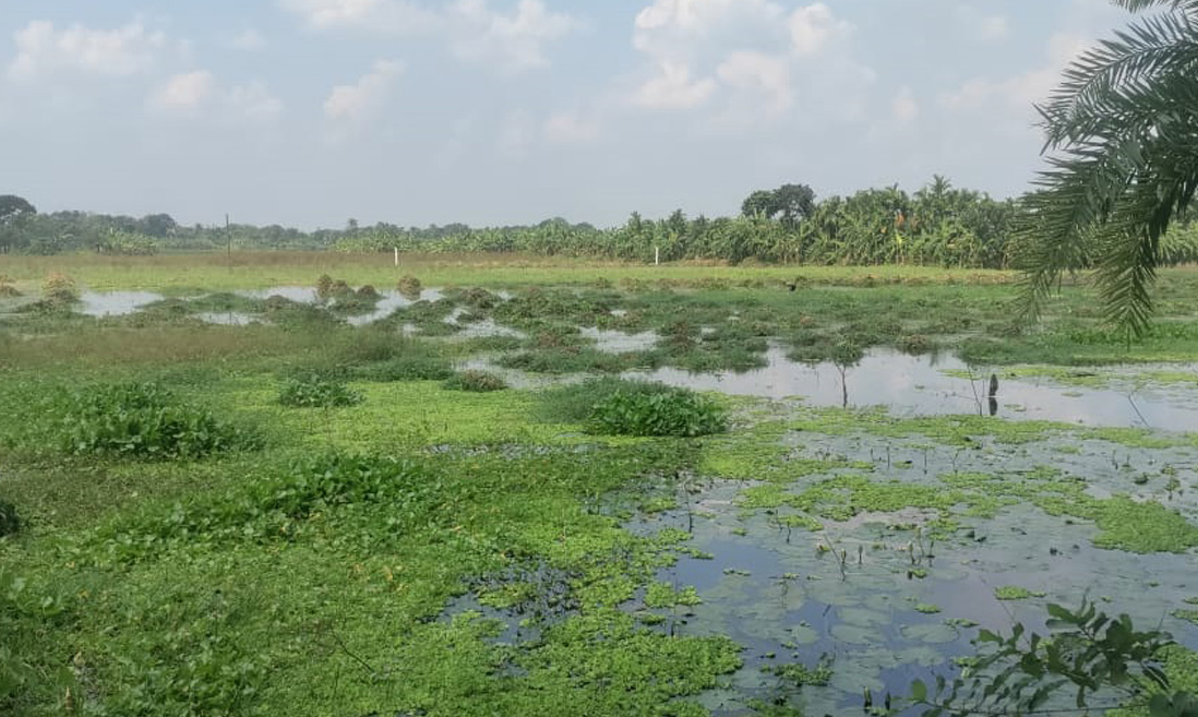 চারঘাটে স্থায়ী জলাবদ্ধতায় অনাবাদি ৩৮০ হেক্টর জমি