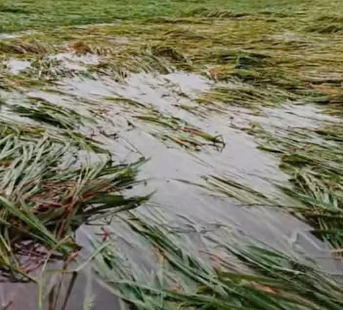 ভারী বর্ষণে লন্ডভল্ড বরেন্দ্রের কৃষি