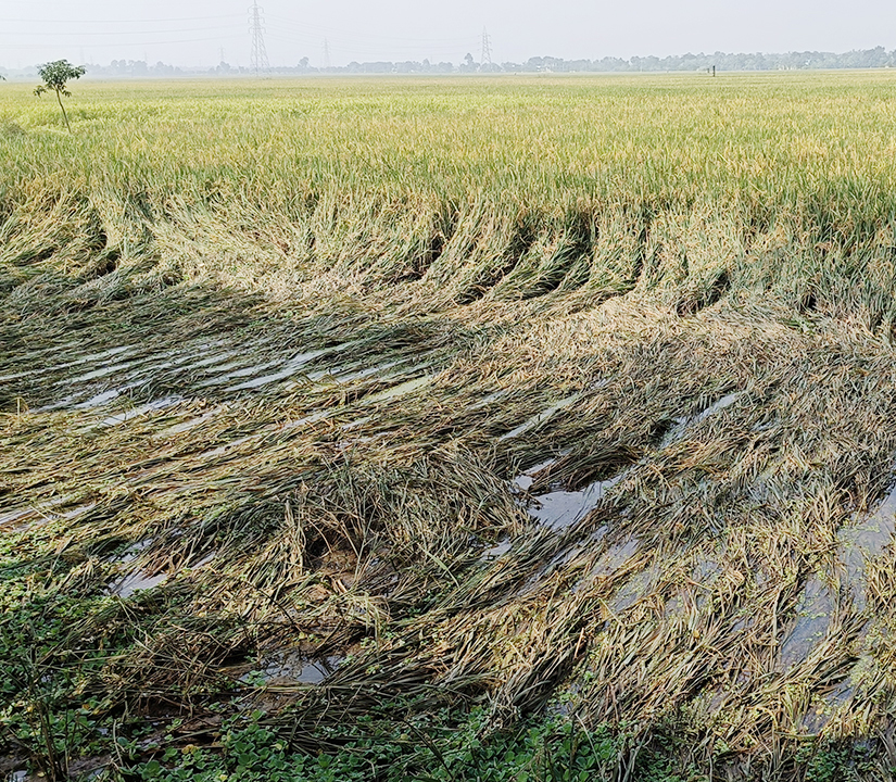 অসময়ের বৃষ্টিতে কৃষিতে বিপর্যয়