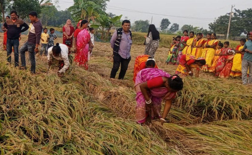 বরেন্দ্রের গ্রামে ধান কাটার বর্ণিল আয়োজন