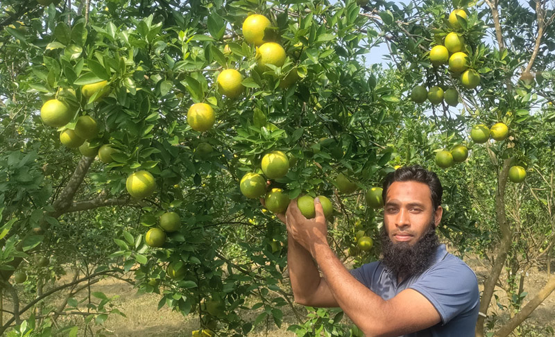আমরাজ্যে কমলা-মাল্টার হাসি