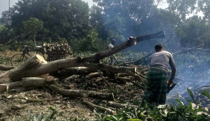চারঘাট-বাঘায় কমছে আমবাগান