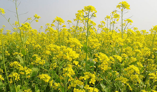 দিগন্তজোড়া মাঠজুড়ে হলুদের গালিচা