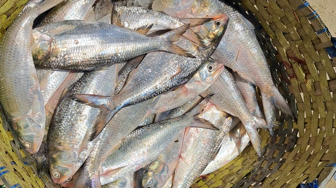 ইলিশের দামে রেকর্ড, মণপ্রতি ৩ লাখ ছাড়াল