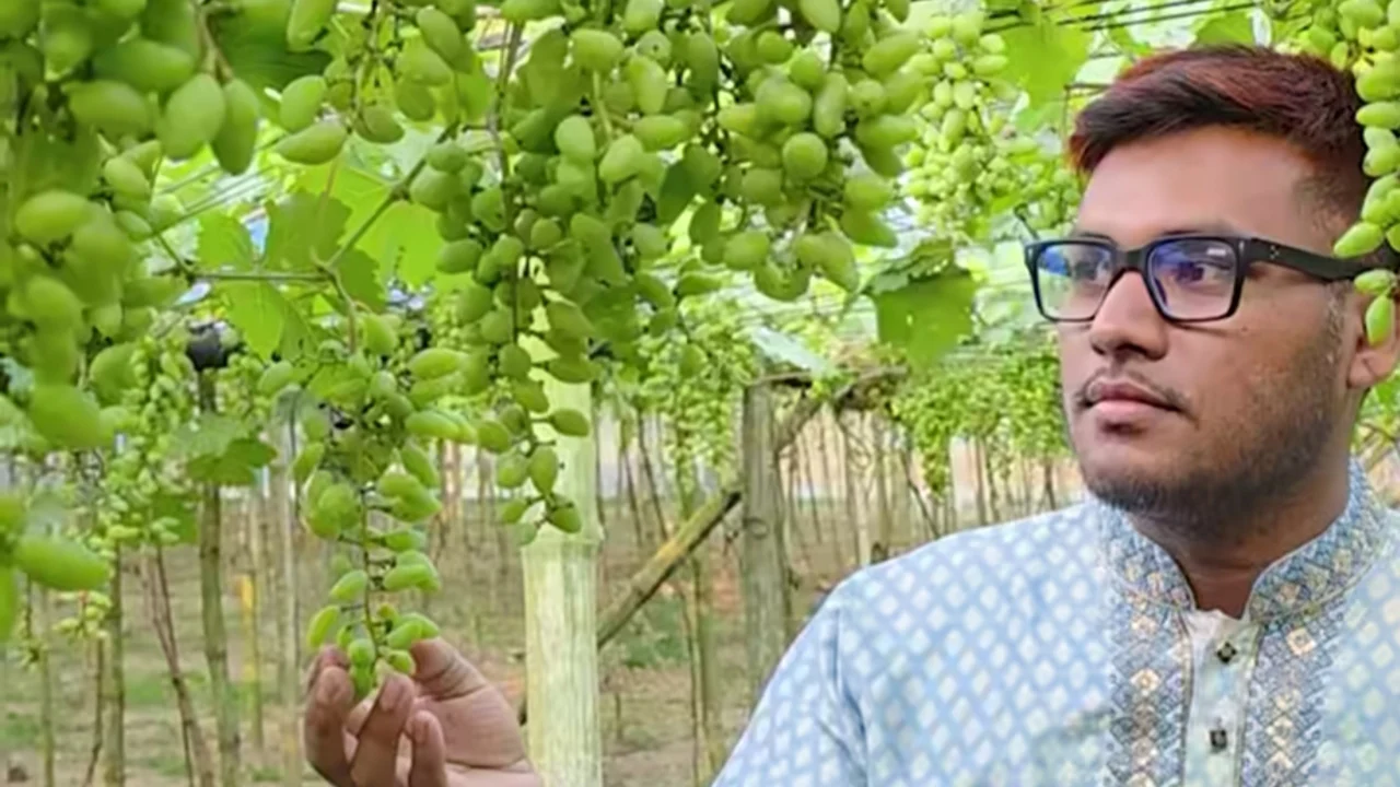 পান বরজ ভেঙে আঙুর চাষে সাফল্য