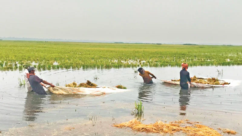 ধানপচা গন্ধে ভারী হাওরের বাতাস