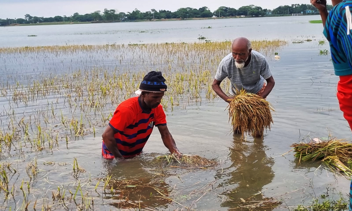 পানির নিচে ধান, কৃষকের হাহাকার