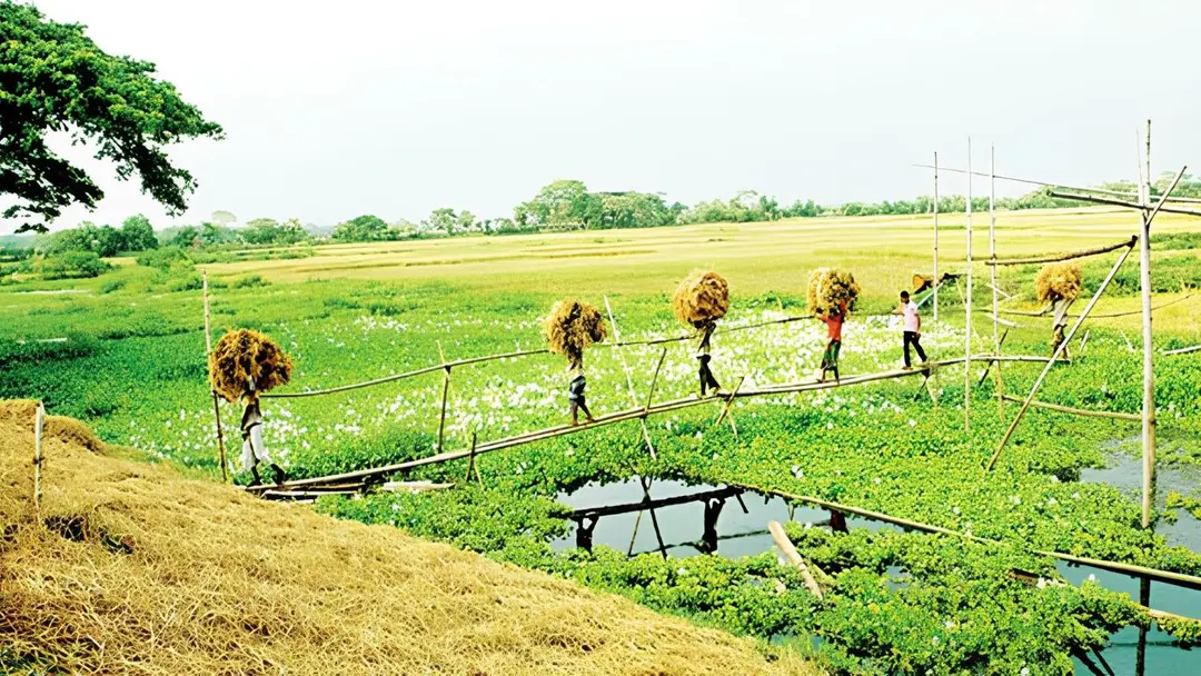 ঋতুর পালাবদলে প্রকৃতিতে এলো হেমন্ত