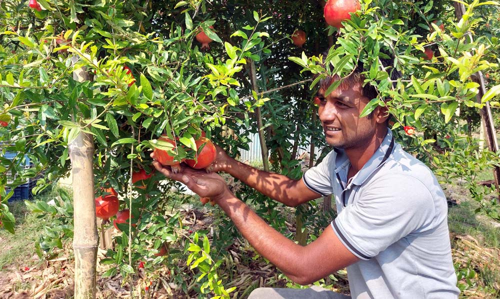 বিকল্প ফসলে বদলে যাচ্ছে কৃষি, সুযোগ বাড়ছে কর্মসংস্থানের