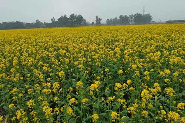 পীরগঞ্জে রেকর্ড পরিমাণ জমিতে সরিষা চাষ